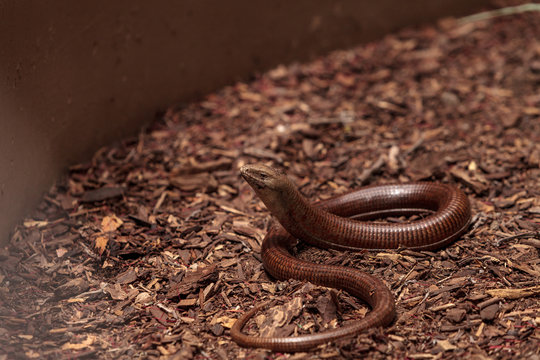 Legless lizard Scheltopusik is scientifically known as Pseudopus apodus