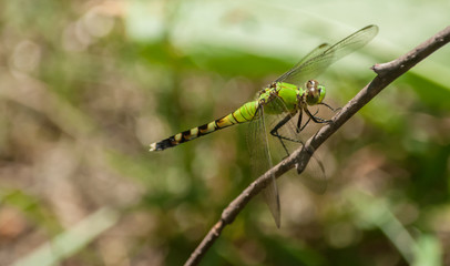 Green Dragonfly