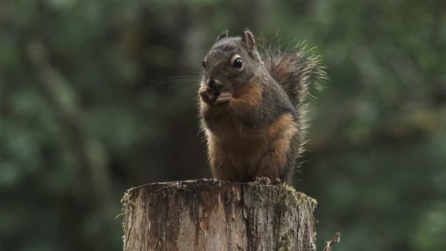 Close up on a Douglas squirrel atop tree stump snacking on seeds.