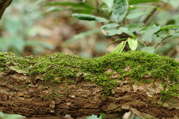 green moss stuck and growing on tree in forest, Thailand