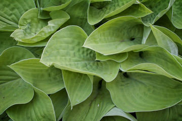 Hosta leaves plant