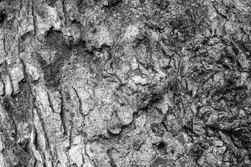 Abstract black bark tree texture background. texture for add text or work design for backdrop product.