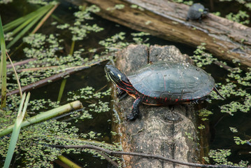 Obraz premium Turtle on Log