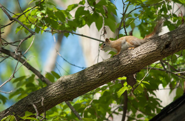 Squirrel in tree