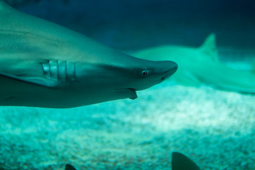 beautiful shark swim in the water