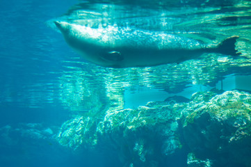 Fototapeta premium seal fish in the water