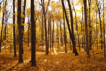 Fall Woods