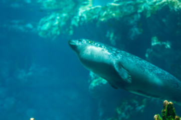 Fototapeta premium seal fish in the water