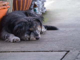 Black Furry Dog Lying down