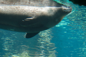 seal fish in the water