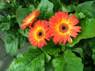 Red Yellow Gerbera Flowers Blooming