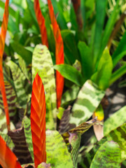 Red and Orange Bromeliad Flowers Blooming