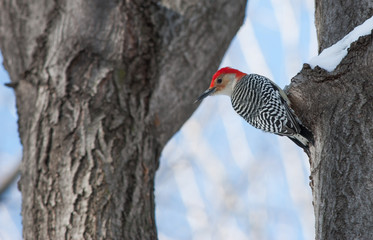 Wood Pecker