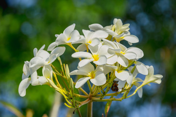Close up plumeria white flower. Adenium Tropical flower