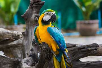 Close up  Blue and yellow Macaw on a branch