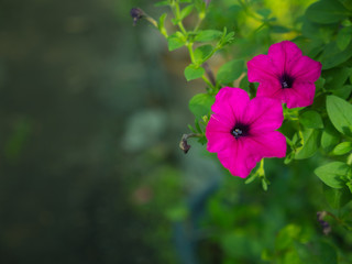 Pink Petunia Flowers Hanging