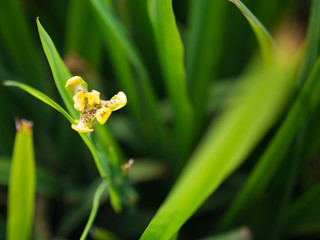 Yellow walking iris Flowers Blooming