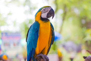 Close up  Blue and yellow Macaw on a branch