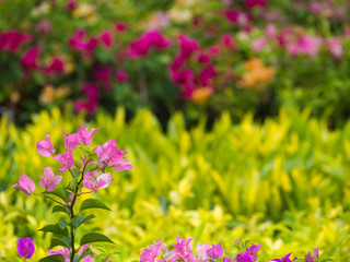 Pink Bougainvillea Flowers Blooming
