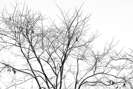Branch of dead tree, Black and white (monochrome) picture