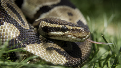 Obraz premium Ball Python 