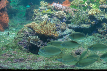 Beautiful abyss at the bottom of the sea