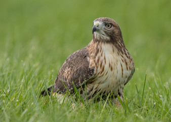 Red Tailed Hawk