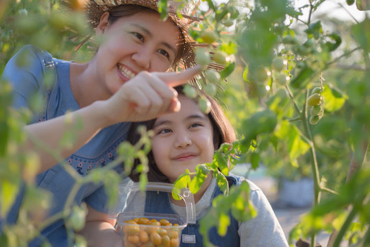 Happy Asian child helping her mother harvest little tomato in the farm