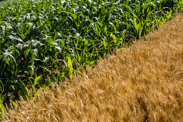 corn and wheat