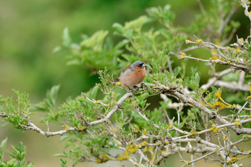 Common chaffinch at Duddingston Loch, Scotland