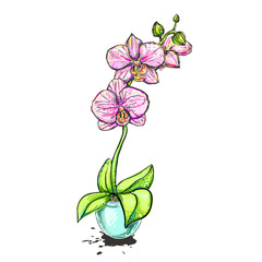 hand drawn illustrations of color orchid on white background. sketch. vector eps 8