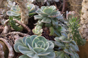 Fototapeta premium Plants Light Green