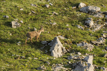 Bouquetin - Massif de la Chartreuse - Isère.