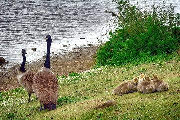 Canadian geese at Duddingston Loch, Scotland