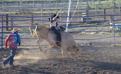 Bull rider at Rodeo