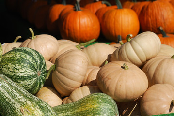 colorful pumpkins in farm during harvest season