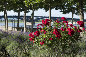 Obraz premium Red Flowers before Mainz Bridge