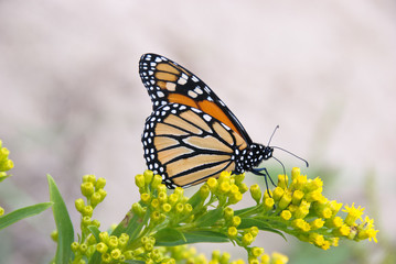 Monarch Butterfly on Yellow Blossoms