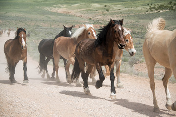 Obraz premium Herd of horses trotting along dusty road on long trail drive