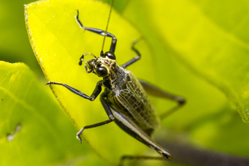 Big grasshopper insect on a leaf