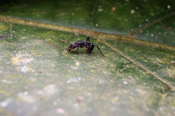 close up shot of black ant