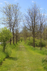 Fototapeta na wymiar Path through trees in a park