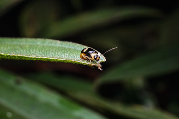 macro close up of black spot beetle