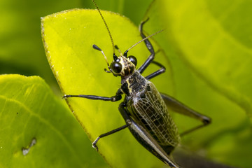 Big grasshopper insect on a leaf