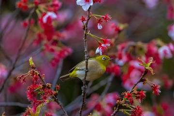The Japanese White-eye and cherry blossoms. Located in Tokyo Prefecture Japan.