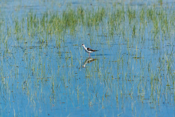 Oiseau échassier dans les marais.
