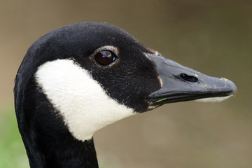 Canadian goose at Duddingston Loch, Scotland