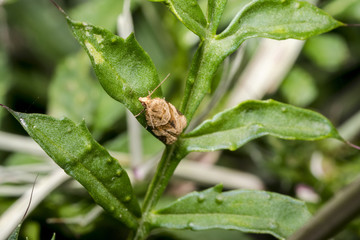 Clothes moth insect resting on a plant branch