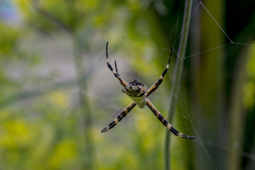 Spider waiting for prey on its web