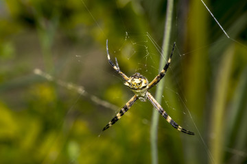 Spider waiting for prey on its web